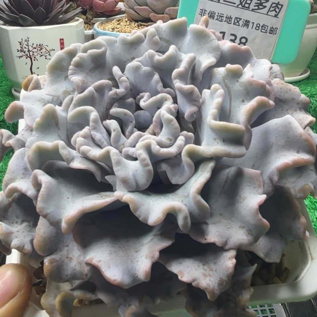 唐二姐多肉编号138