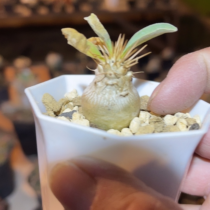 满38包邮2天凑单，脱土晾根发货多肉植物光堂