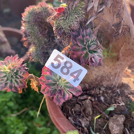 朴****多肉植物一个有伤584