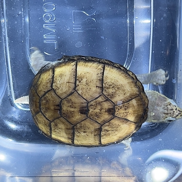 绿毛龟不分公母Wc4加头盔公