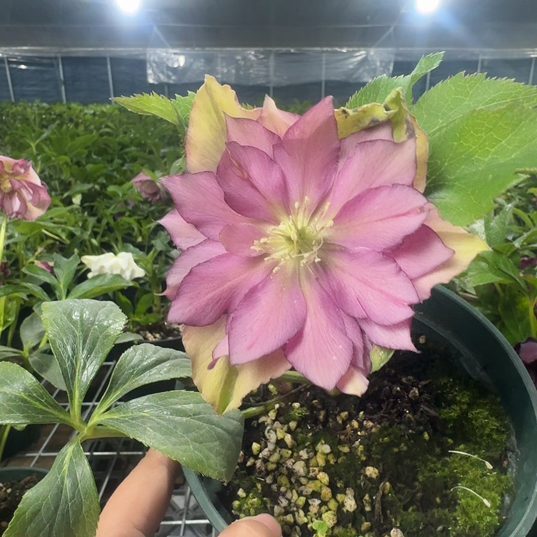 百***玲完全开放3925铁筷子