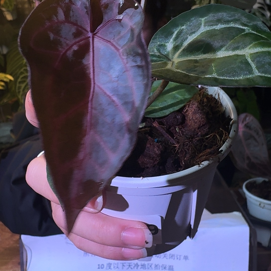 不开花植物G599skg银杂紫水晶