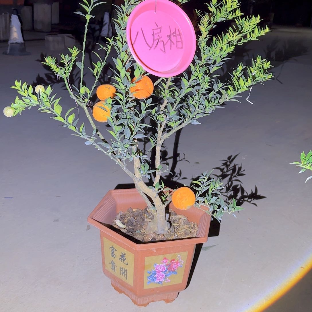 一*果树1111111111111