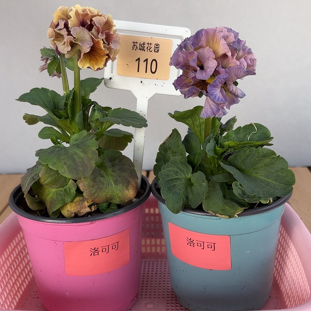 大部分开放少量花苞110