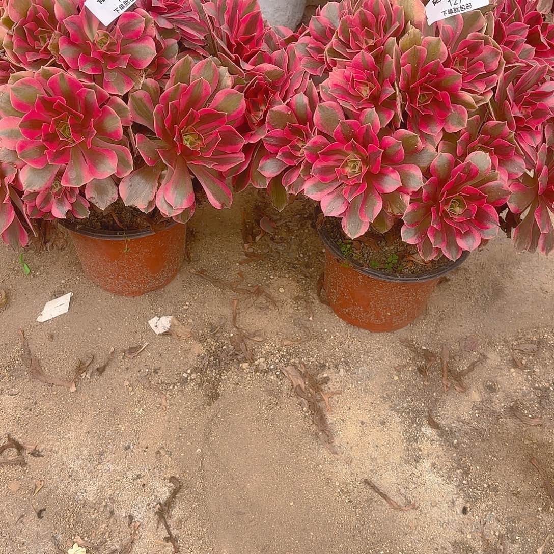 金***薇女妖多肉植物127-28