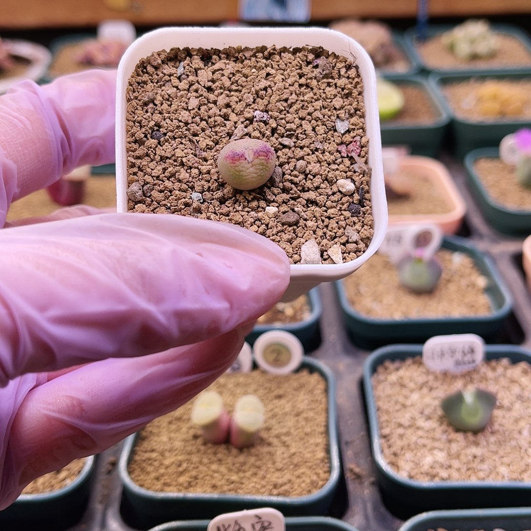 桃割娘sp可带盆土发货