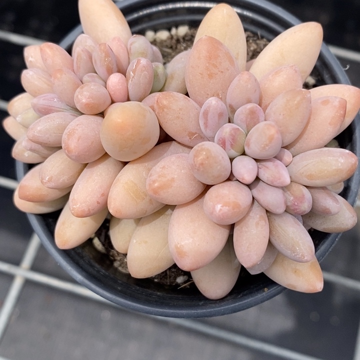 完全开放五*子粉色恋人