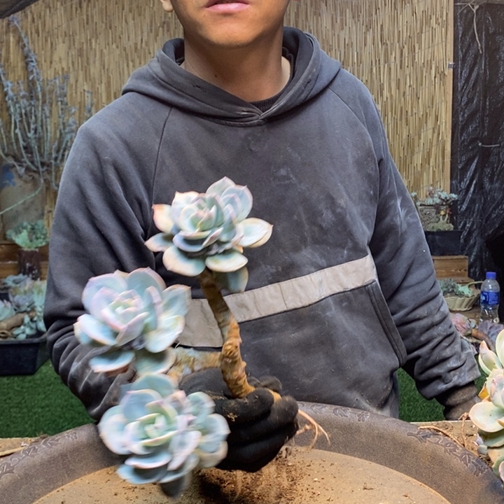 随***风91 号白凤多肉植物