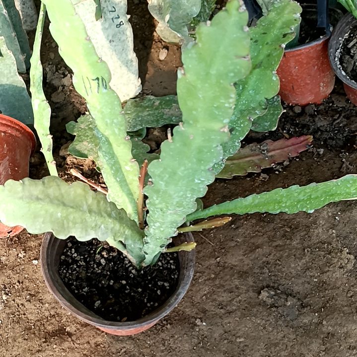生**花令箭何花暴风雪