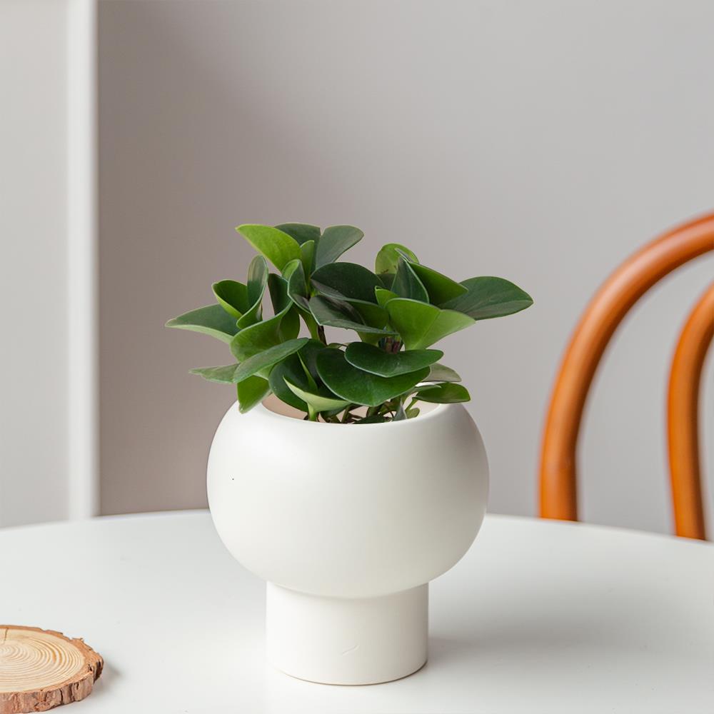 白云植物| 碧玉盆栽室内好养花卉四季常青办公室客厅桌面净化空气