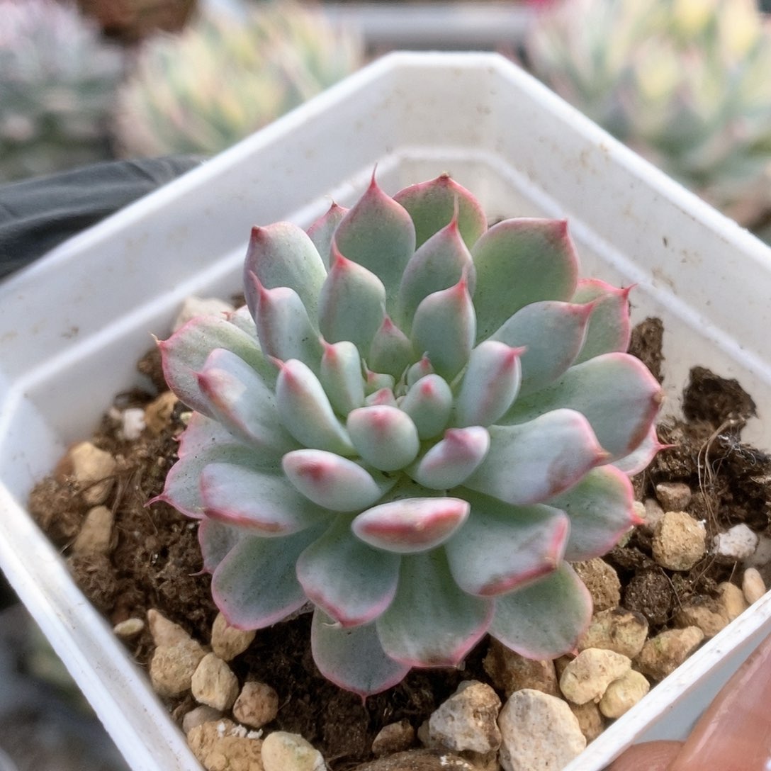 154杂锦锦锦锦锦锦锦