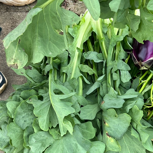 江西进贤农家自种窝麻的（顺丰冷运）