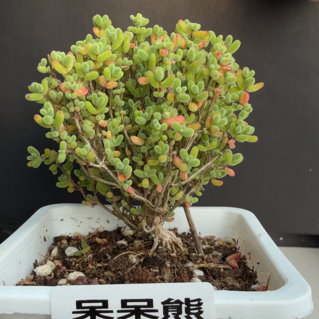 闪电购花卉园艺135