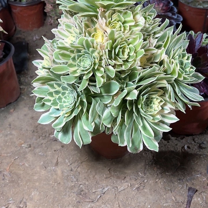 多肉植物法师艳凝17