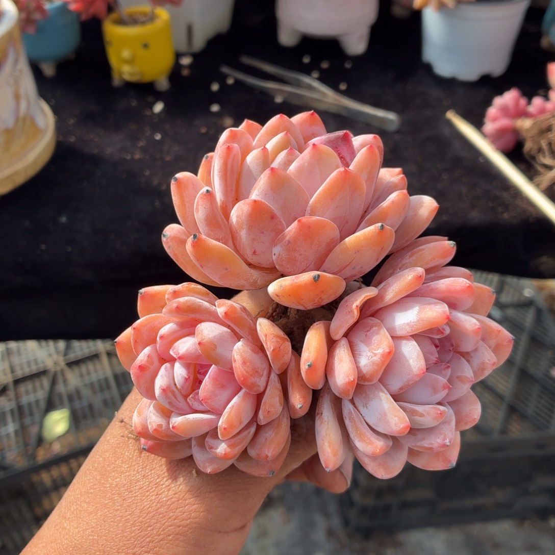 在哪上班吗今天怎么又要干活