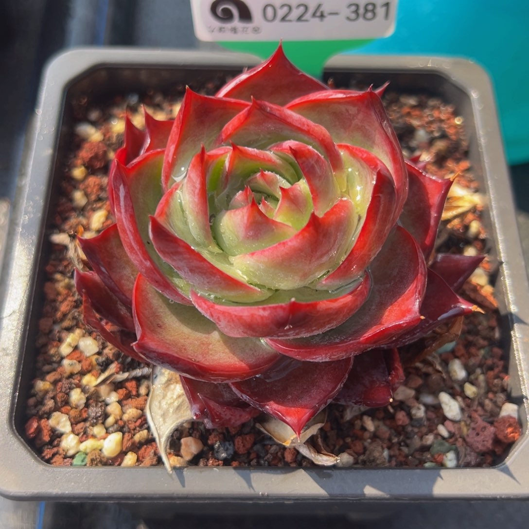 从前慢多肉精选编号0224.381