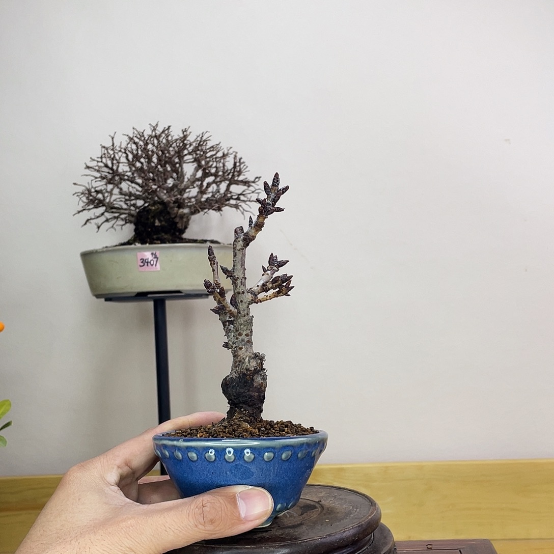 木本旭山樱花盆栽