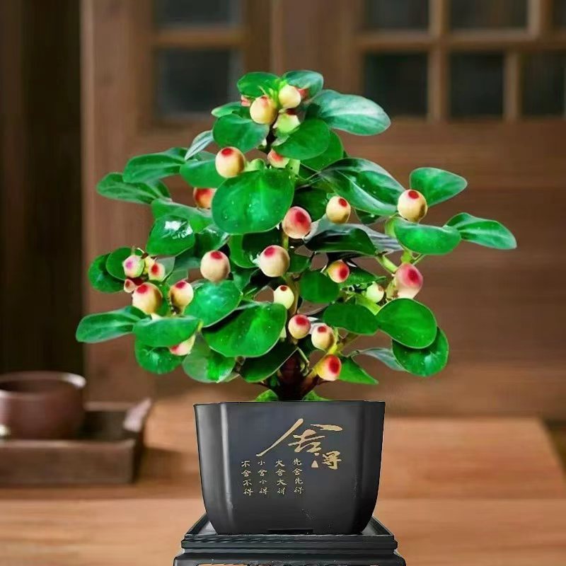 【今日特价 菩提树 带盆带土】带果盆栽 老桩盆景 禅意室内室外植物