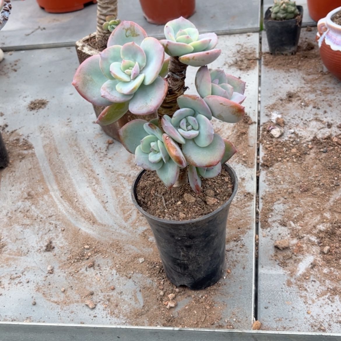 【闪购商品】无花朵流****