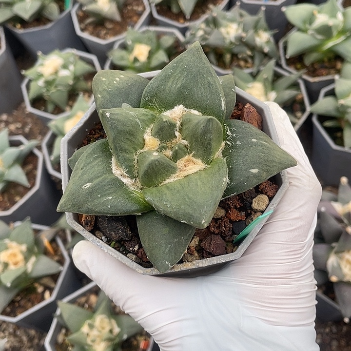 实生龙角牛舌杂8.5