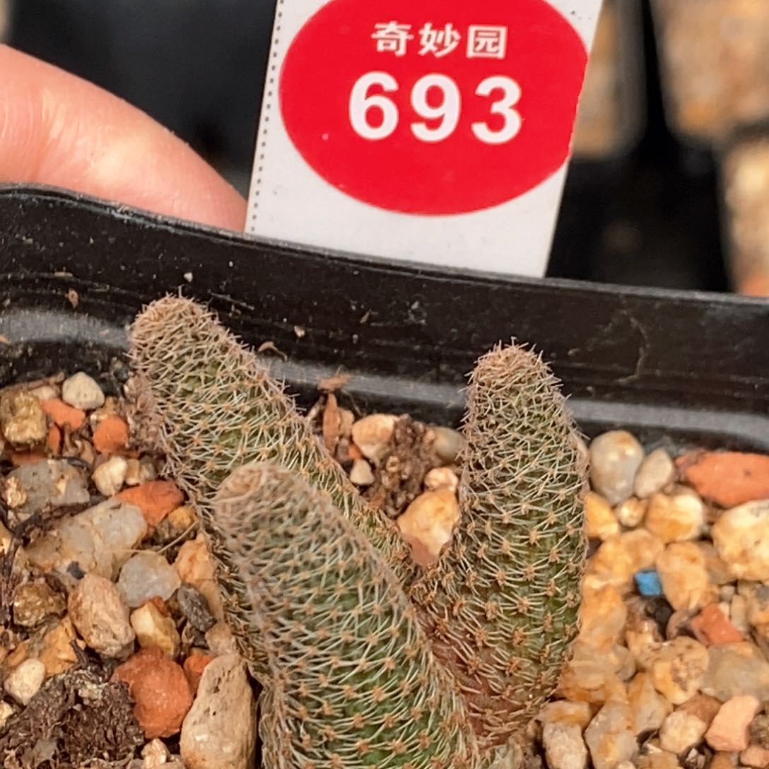 实生黑斜子群一颗仙人球