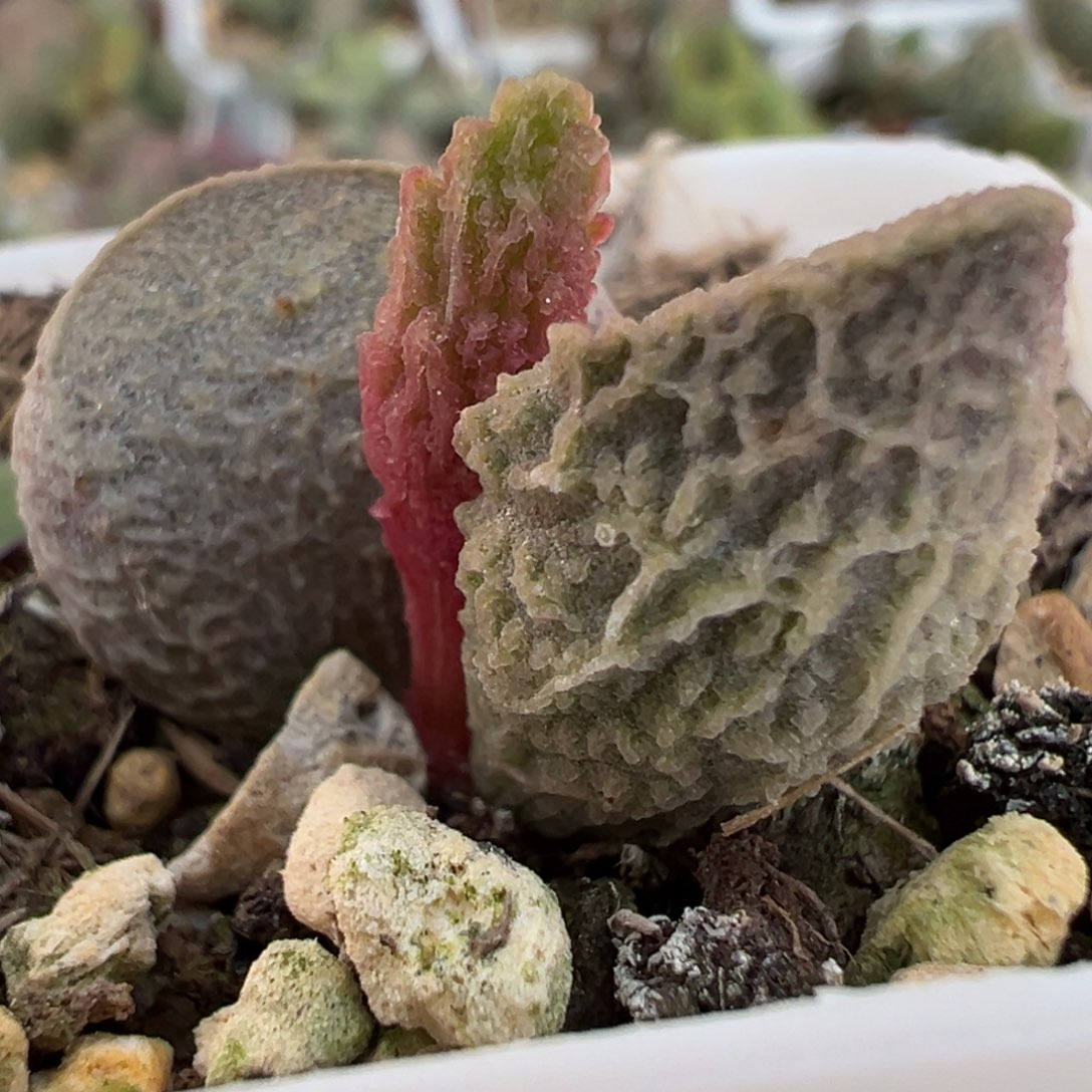 实生新品大苗多肉植物