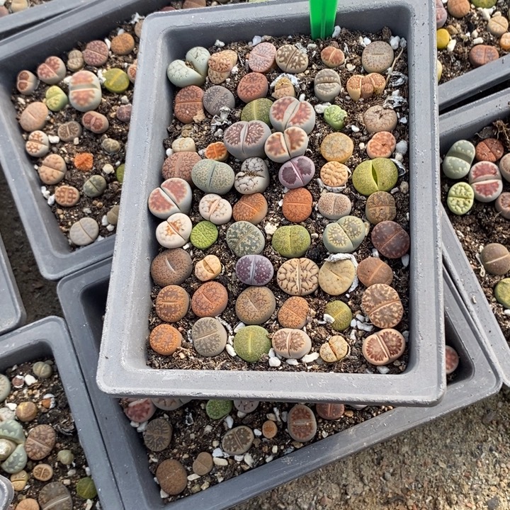 s***)生石花等植物的生长953