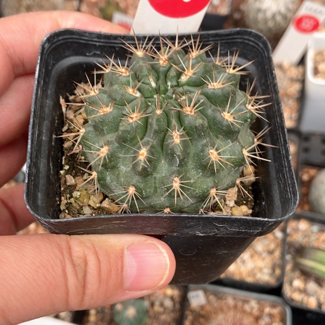 实生登阳丸4.9cm