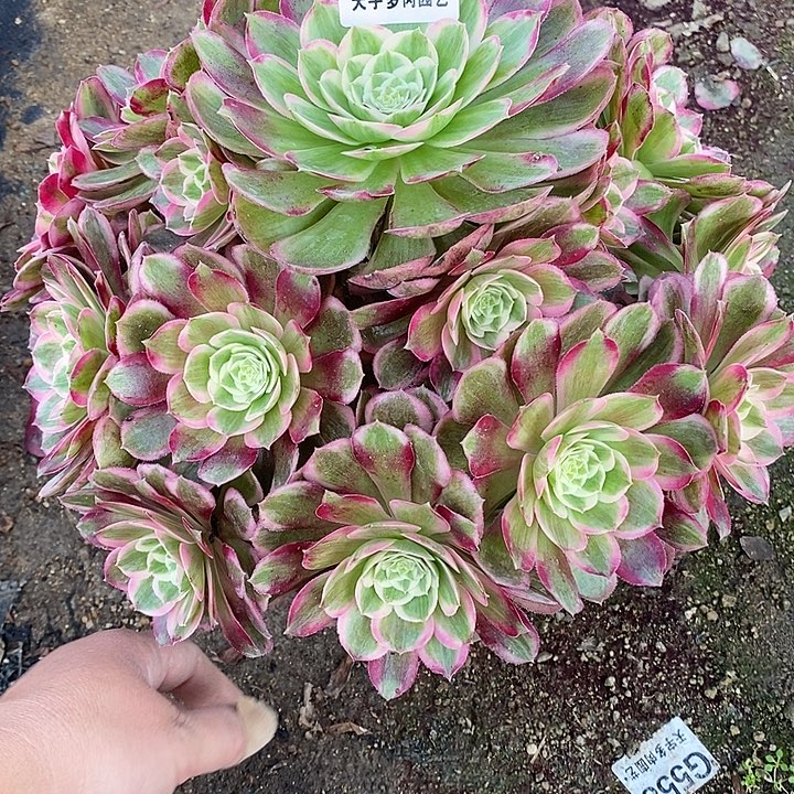 多肉植物孔雀翎812多肉