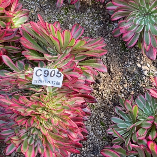 905黑铜白缀多肉植物