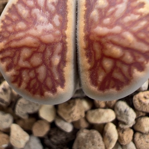 39 好看的肉肉冲冲冲冲冲冲冲