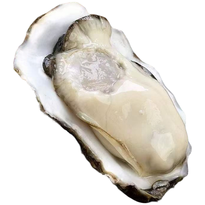 【巨无霸1】10斤生蚝鲜活牡蛎新鲜超大特大肉海蛎子带箱海鲜刺身