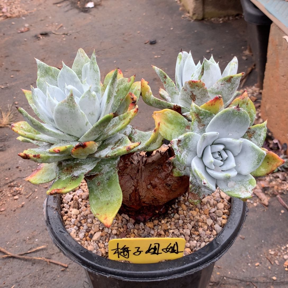 @***姐浦西非克，寄养至3月发货