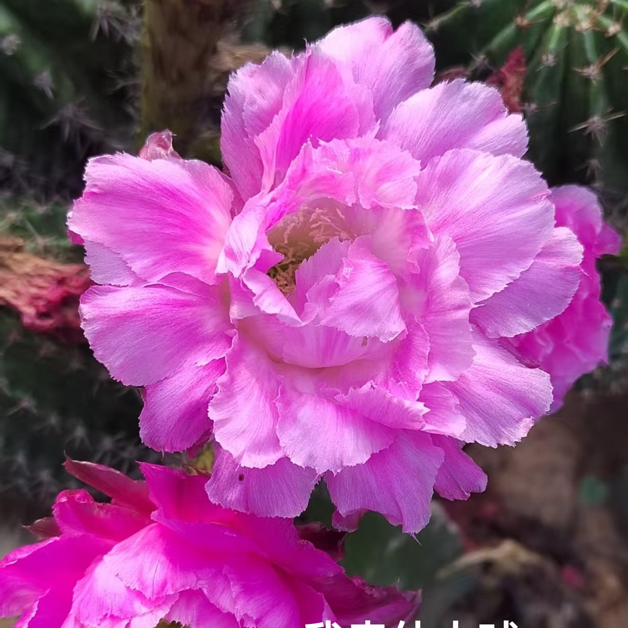 彩草粉可可侧芽  满28米包邮非偏远