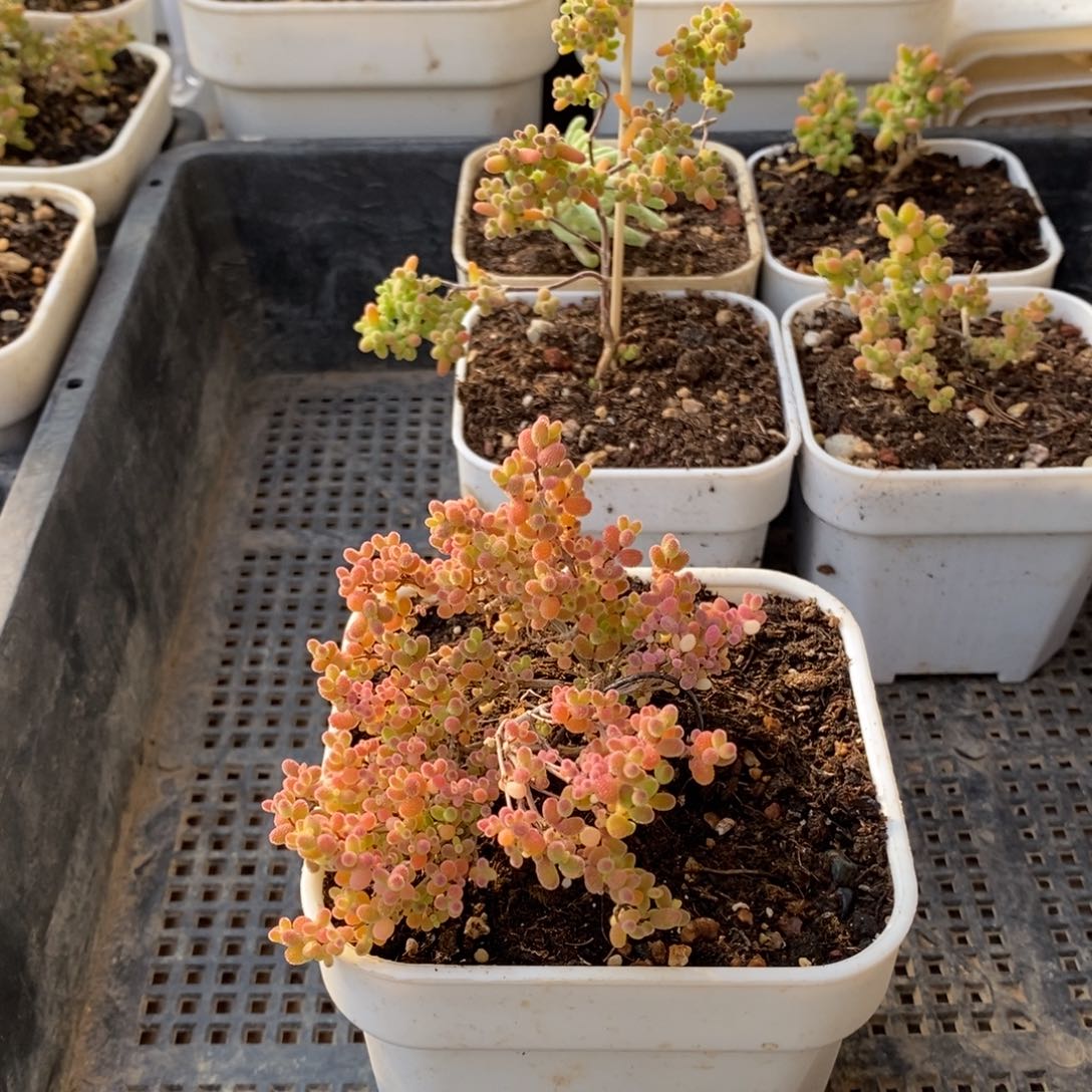 枝干番杏多肉植物936