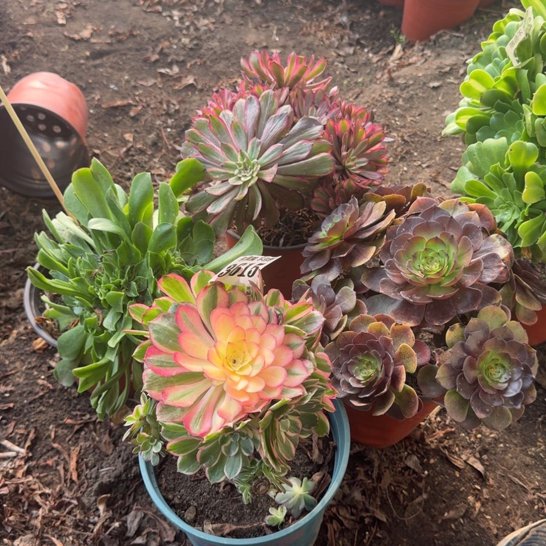 法师四颗3615 19-13