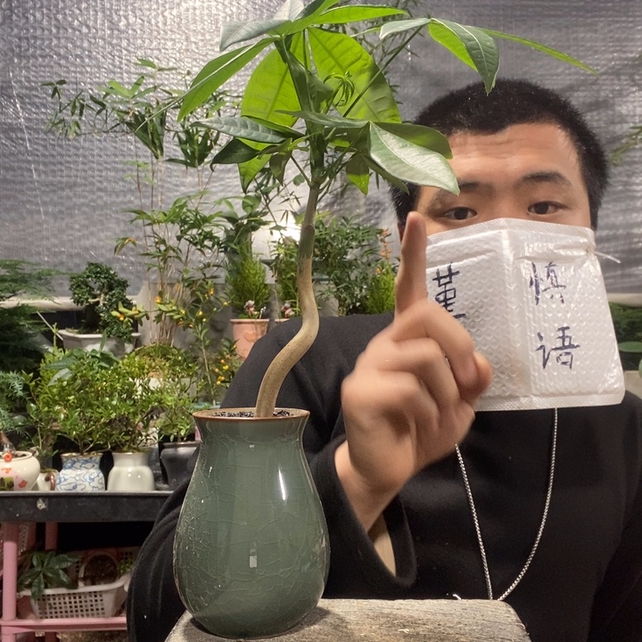 是***～以实际为准盆景绿植盆栽60