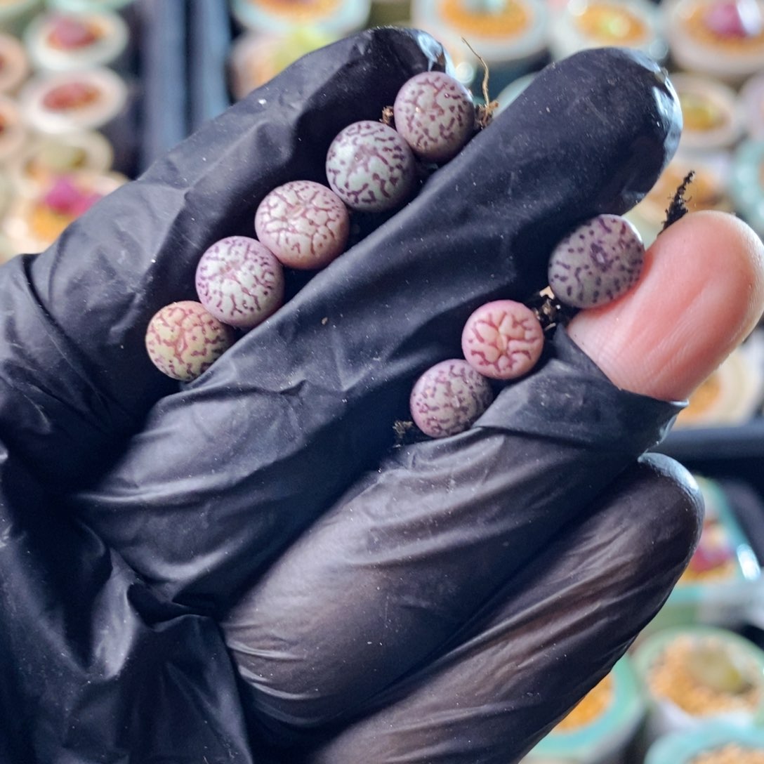 T5695--一物一拍 墨