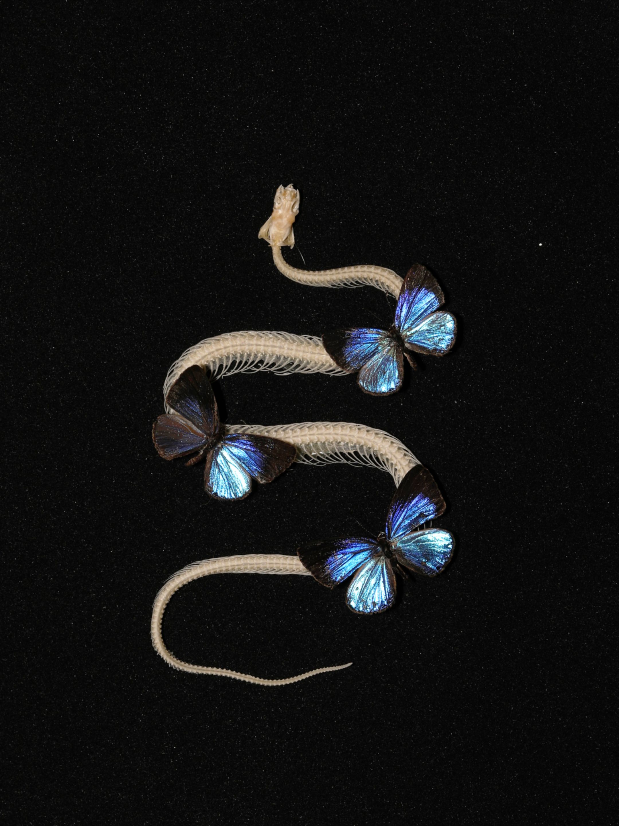 暗黑哥特风蛇骨血蝶装饰画昆虫动物