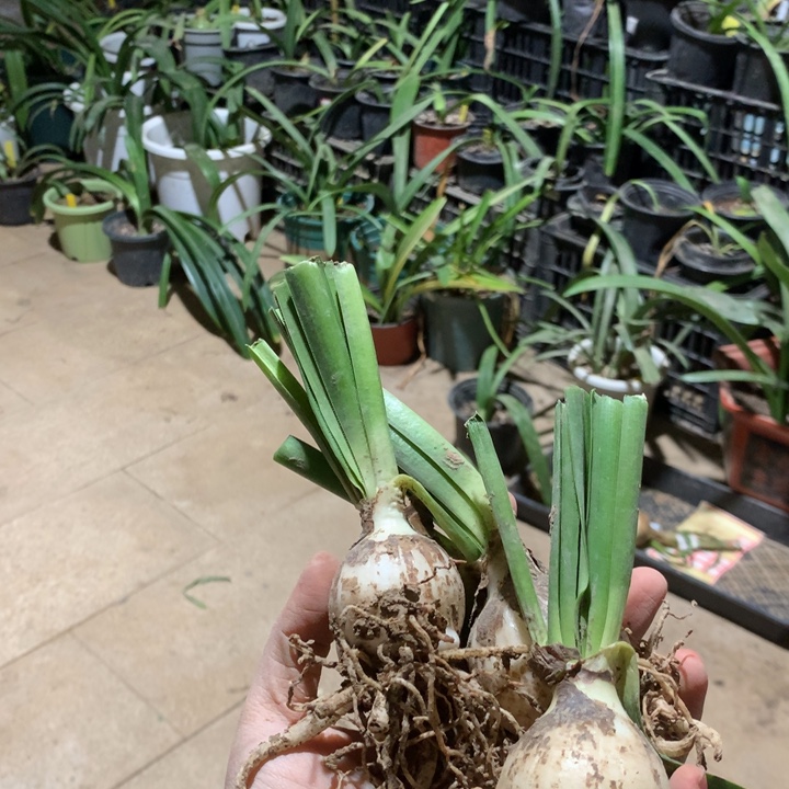 无花朵翠羽丹霞4cm(3)