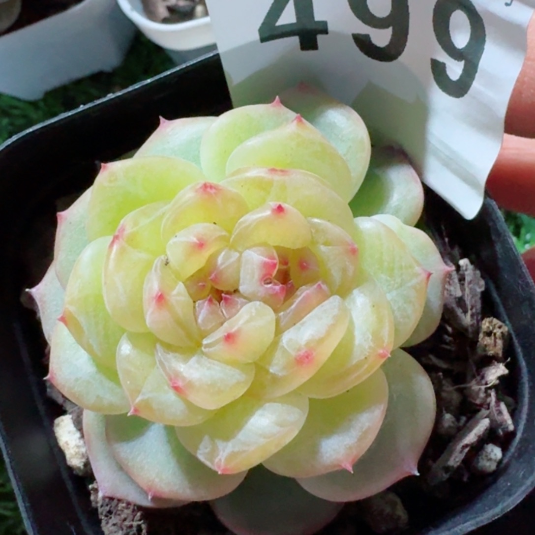 明镜双心         精品多肉