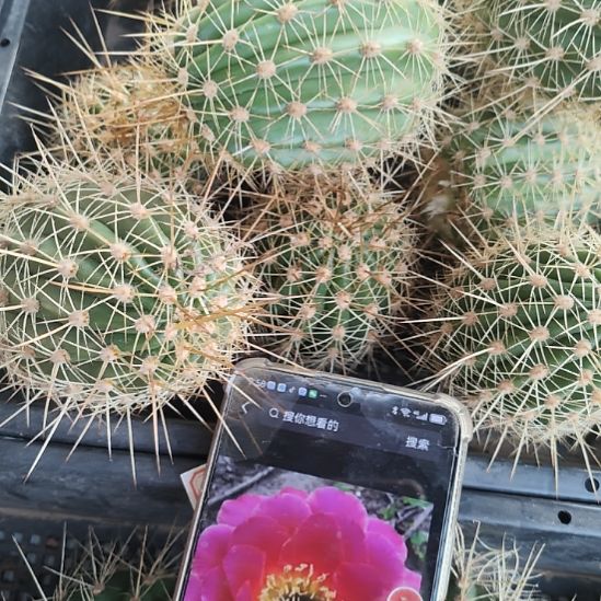 仙人球毛花柱星火侧芽