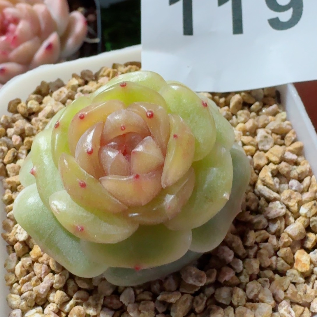 宫花         精品多肉