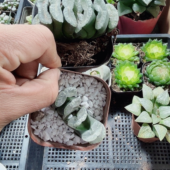 特价玉扇任意一个