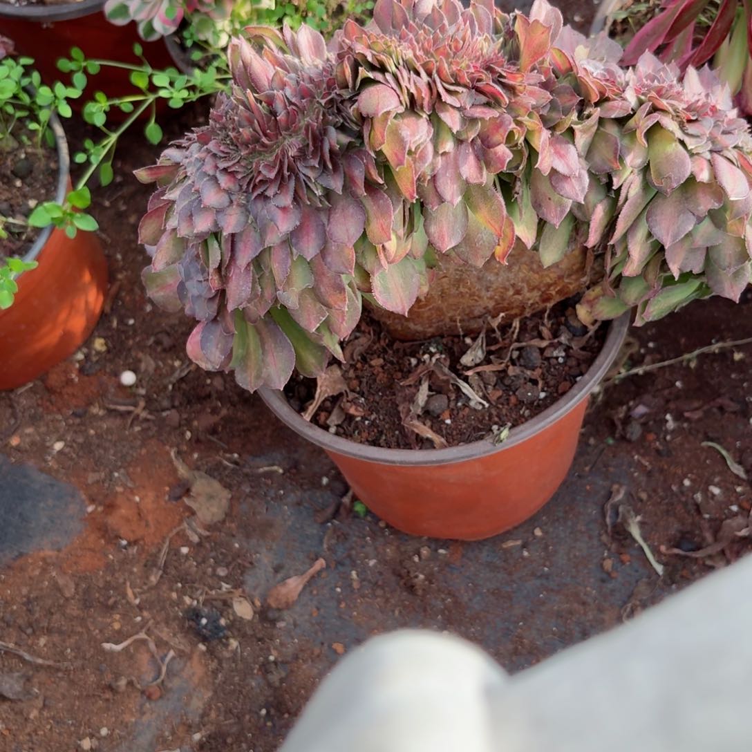 我4120 号多肉法师新年特价疤痕