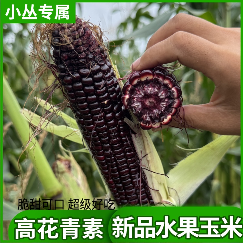 【小丛】紫色水果玉米富含花青素甜脆可口山东平度山东省