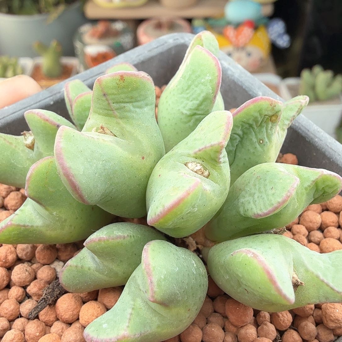 3.18.100/12头红边少将/多肉植物