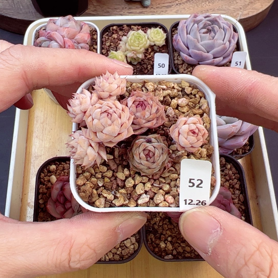 好好看52、哈哈哈哈