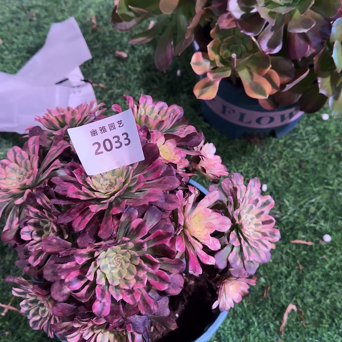 多肉植物粉黛拉丝2033