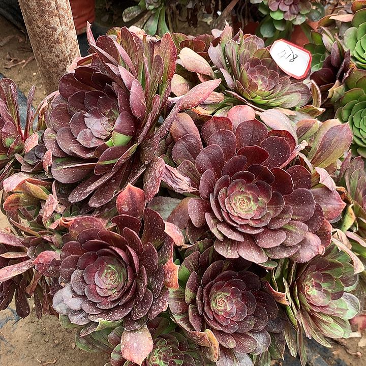 花花公子多肉植物418